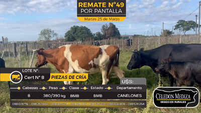 Lote 8 Piezas de cría en Canelones