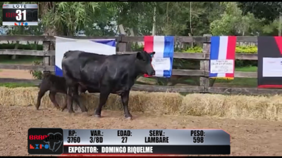 Lote Brangus a Campo Expo 2022 - Lote 31