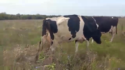 Lote 2 Vaca HOLANDO 480kg - , San José