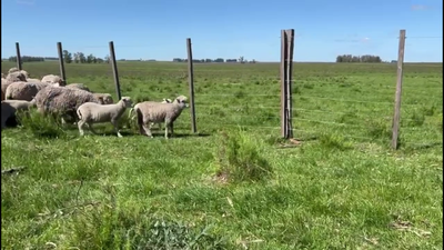 Lote OVEJAS CON CRIA