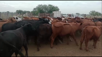 Lote 63 Novillitos Brangus y sus cruzas en Malbrán, Santiago del Estero