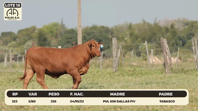 Lote LOTE 18