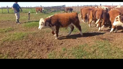 Lote 64 TERNEROS