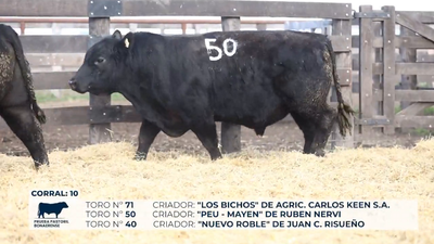 Lote Toros