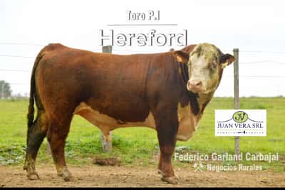 Lote TOROS POLLED HEREFORD 2 AÑOS PI