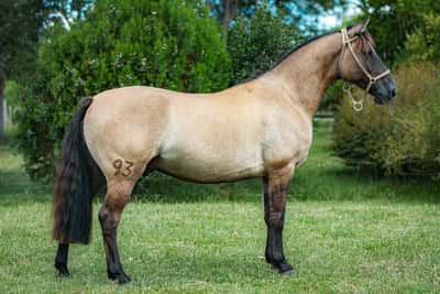Lote Tobogan Bullicio
