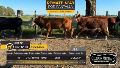 Lote 19 Novillos en Otra Localidad, Colonia