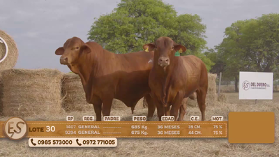 Lote Toro