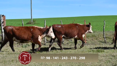  Lote 7 Vaq. 2-3 años preñadas
