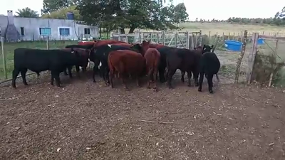Lote 14 Terneros CRUZA 210kg - , San José
