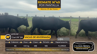 Lote 66 Vaca en Florida