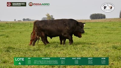 Lote LOTE 4         ANGUS    2 1/2 año