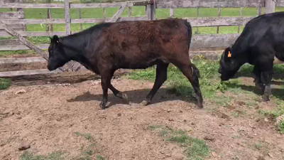 Lote 13 Vaquillonas  XX Angus en Rodriguez