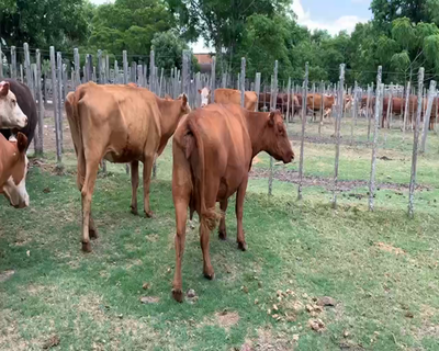 Lote 9 Vacas de Invernada en Melo, Cerro Largo