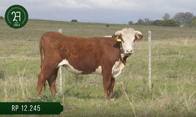 Lote Vaq Vacias