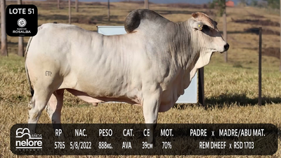 Lote LOTE 51