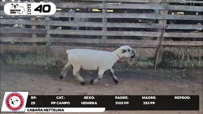 Lote LOTE 40- CAMPO