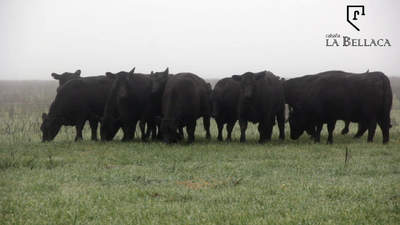 Lote VAQUILLONAS ANGUS MAS - LA BELLACA