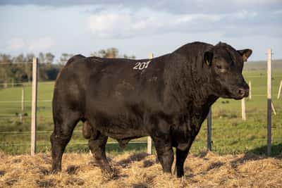 Lote RP 201