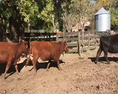 Lote 12 Vacas medio uso en La Plata, Buenos Aires