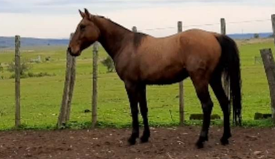 Lote SACRIFICIO DEL CEIBAL