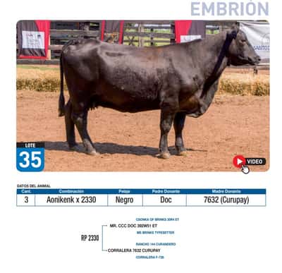 Lote Aonikenk x 2330