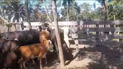 Lote (Vendido)12 Piezas de cría en Suiza