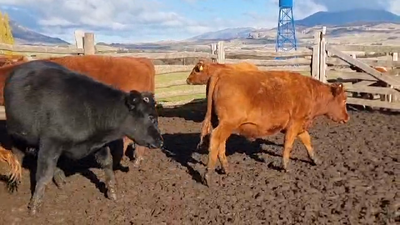 Lote 31 Novillo Engorda en XI Región Aysén, Coyhaique