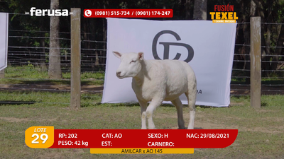 Lote Lote 29