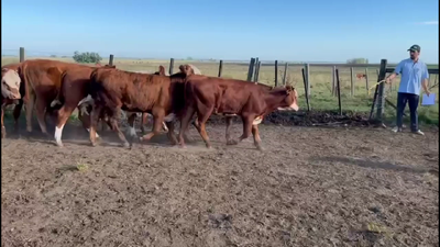 Lote TERNEROS.
