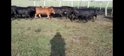 Lote 80 Terneras en Colón, Entre Ríos