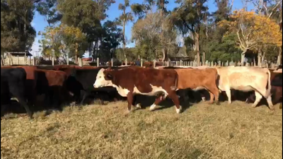 Lote 39 Vacas preñadas en Castillos, Rocha