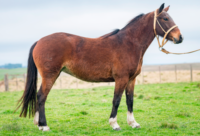 Lote GITANA GILOCA