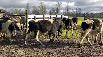 Lote 30 Ternero en Puyehue, X Región Los Lagos