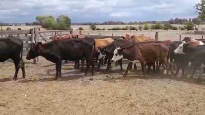 Lote (Vendido)29 Vacas de Invernada RAZAS CARNICERAS 360kg -  en PANTANOSO