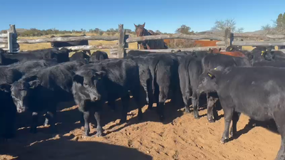 Lote 46 Ternera en Coyhaique, XI Región Aysén