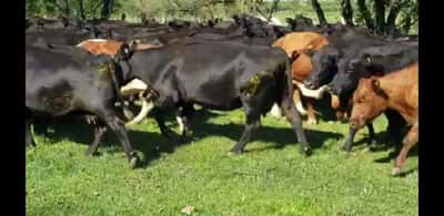 Lote 42 Vacas de invernar en Villaguay, Entre Ríos