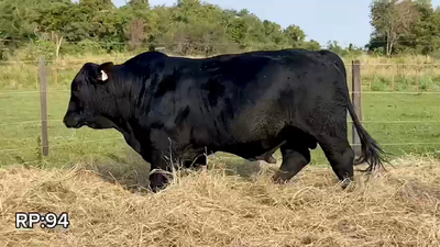Lote TORO BRANGUS