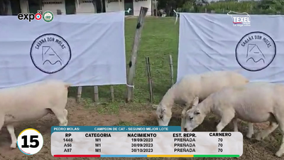 Lote LOTE 15