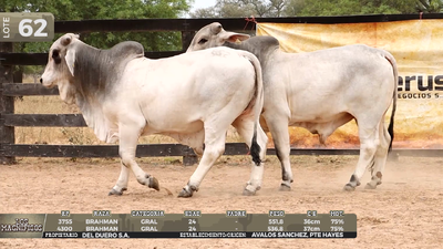 Lote LOTE 62