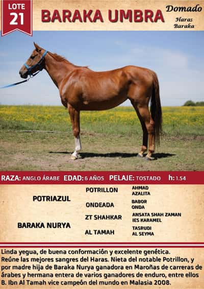 Lote BARAKA UMBRA