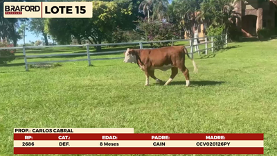 Lote LOTE 15- TERNERAS DE CORRAL