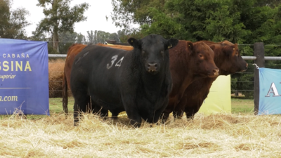 Lote TOROS ANGUS PURO CONTROLADO