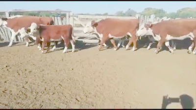 Lote 69 Vacas nuevas C/ cria en Federal, Entre Ríos