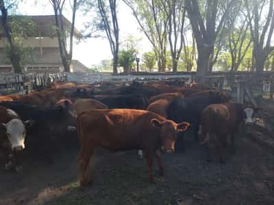 Lote 55 Terneras en Gral. Lamadrid, Buenos Aires