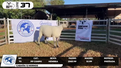 Lote LOTE 37- CAMPO