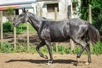 Lote Taita Balaquero