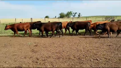 Lote 70 Terneras