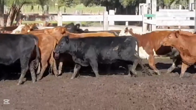 Lote VAQUILLONAS 1 A 2 AÑOS