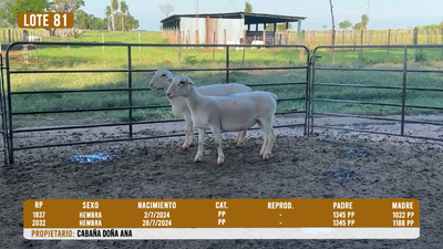 Lote LOTE 81- DESTACADO